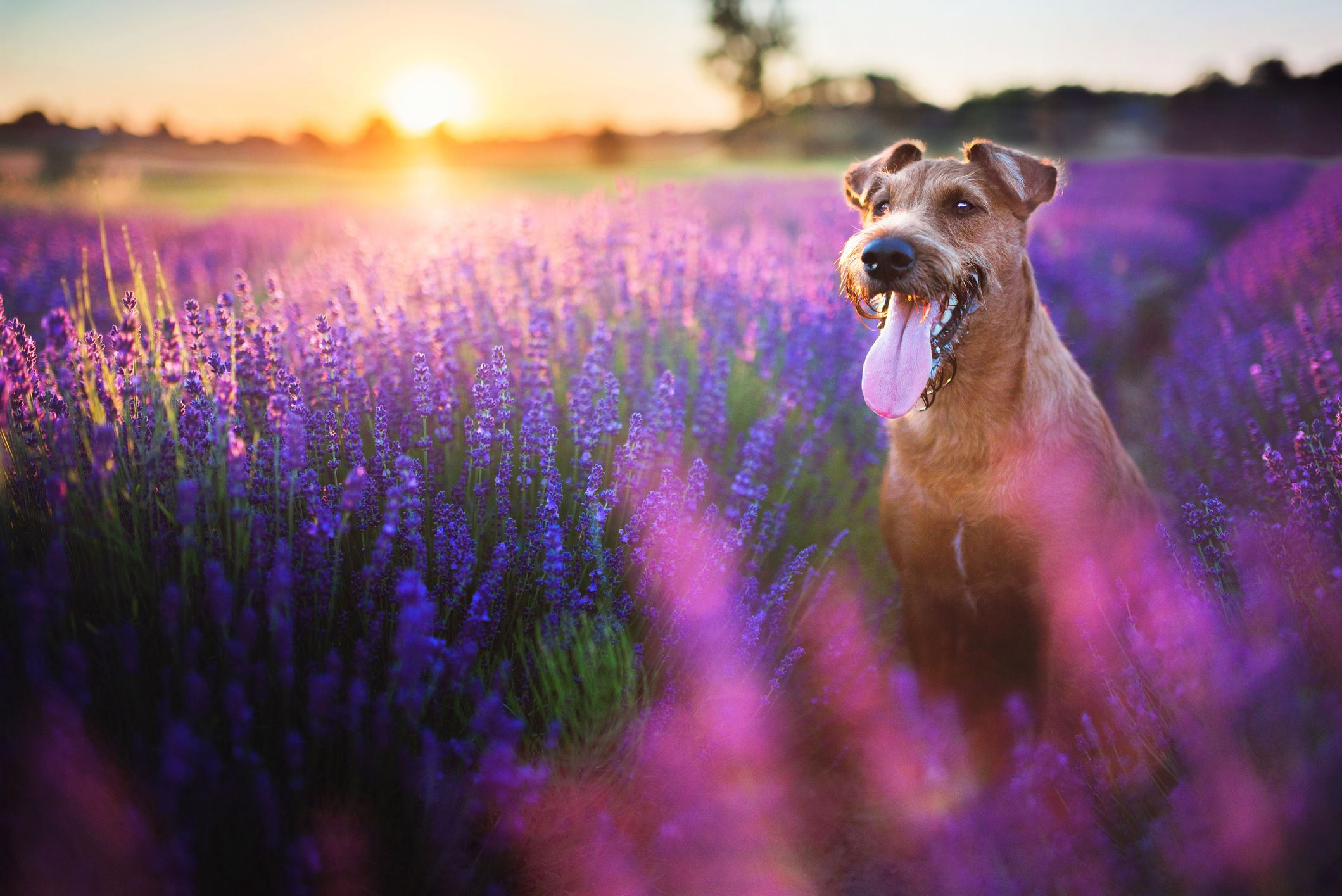 Cane marrone seduto in un campo di fiori viola