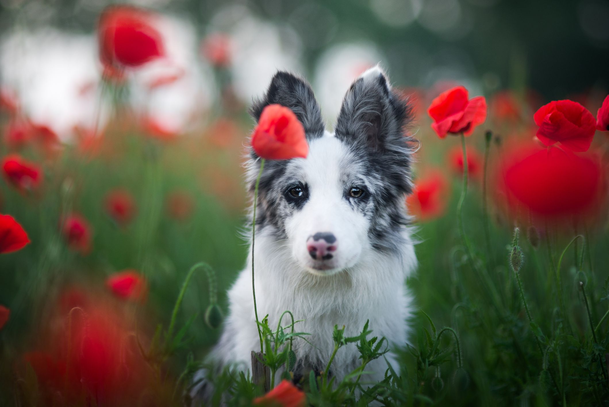 Cane che esamina la macchina fotografica nel campo dei fiori del papavero