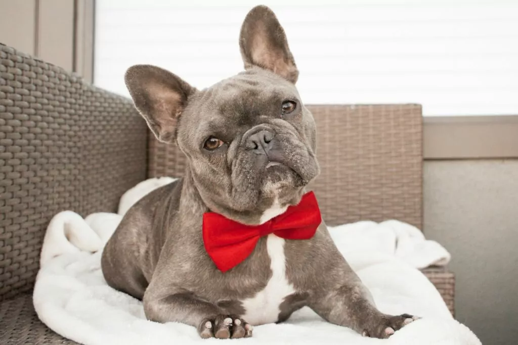 Frenchbulldogwithbowtie 5fb0cbcbc29b43868a5d54f11a2acd52