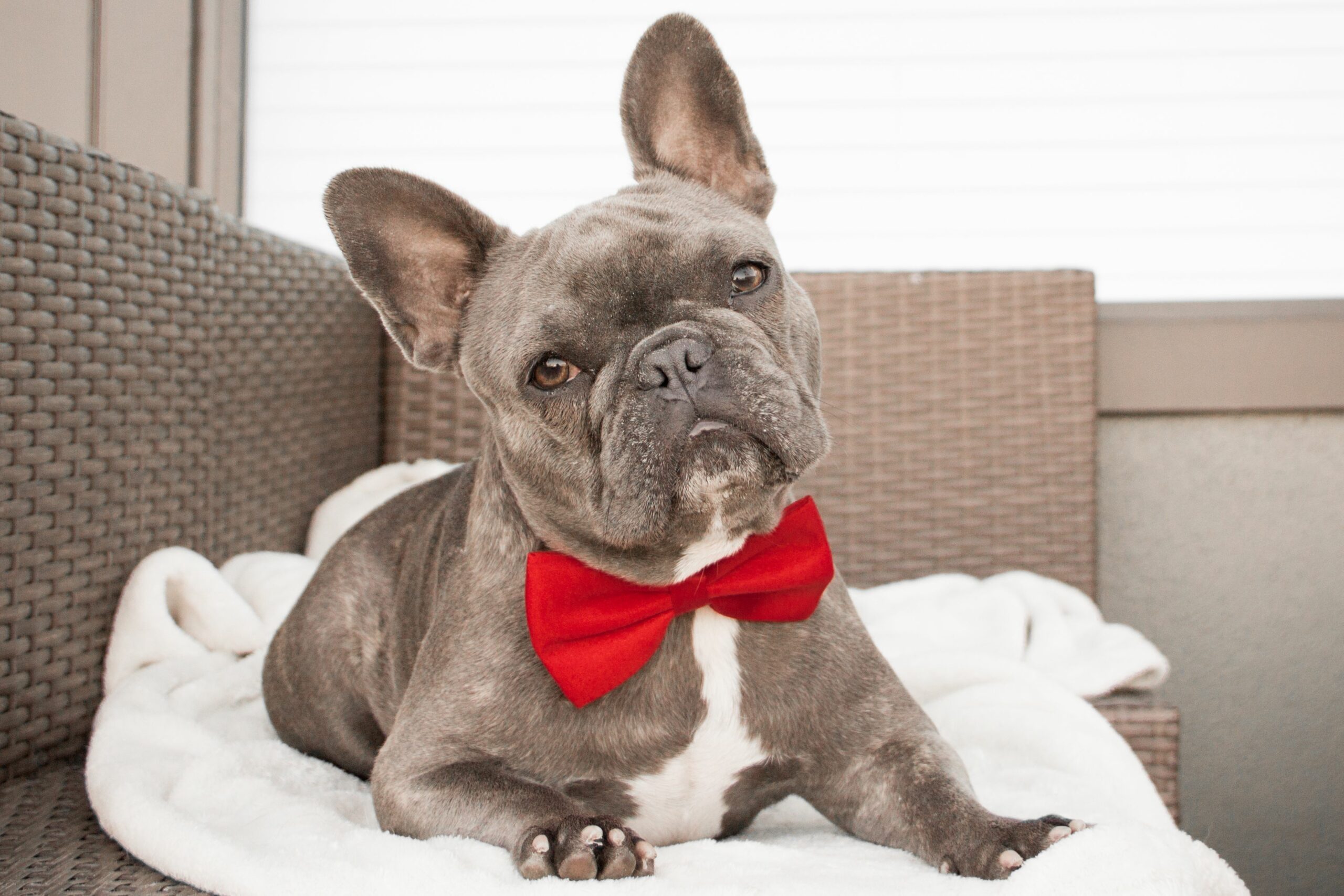 Frenchbulldogwithbowtie 5fb0cbcbc29b43868a5d54f11a2acd52 scaled