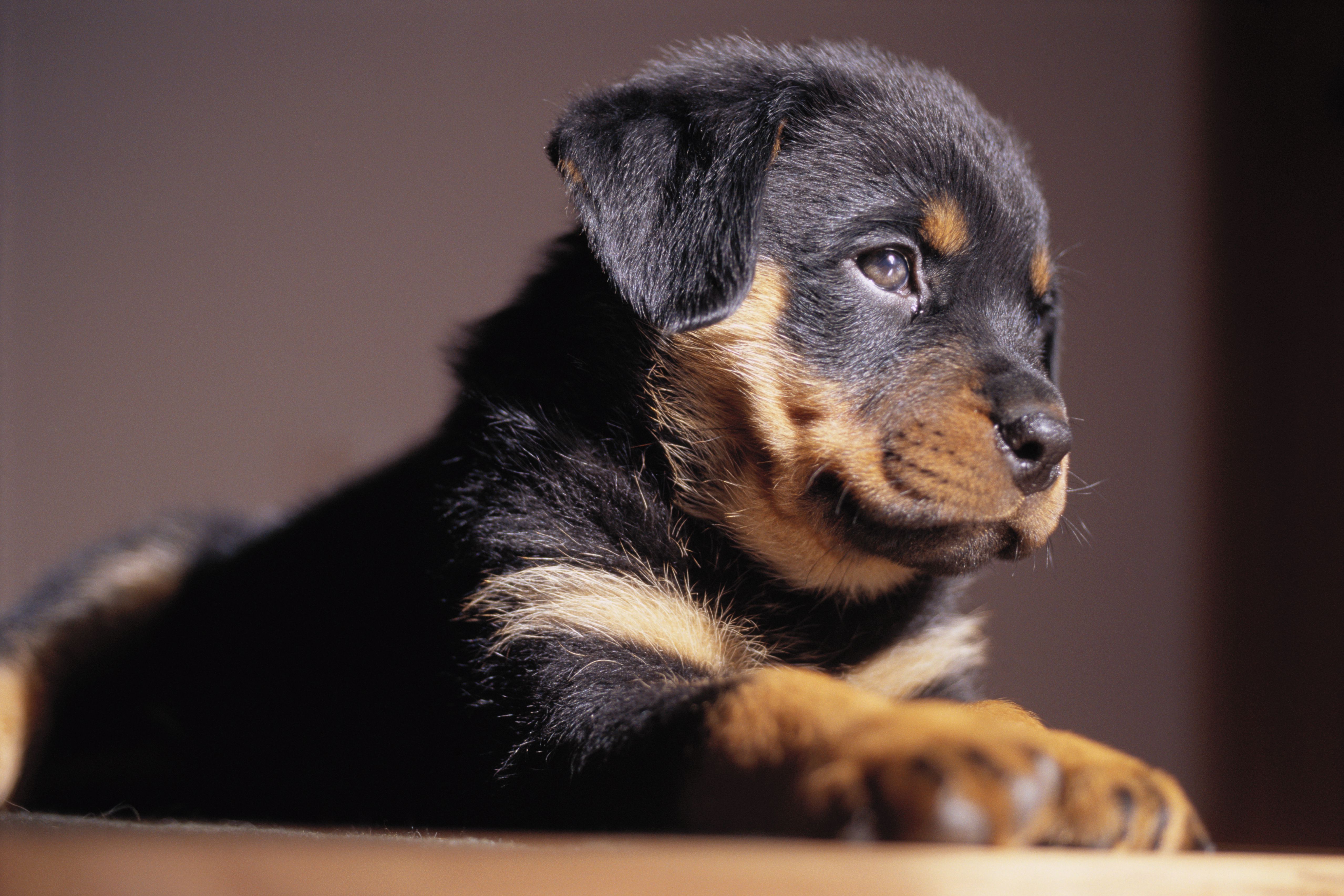 Rottweiler cucciolo