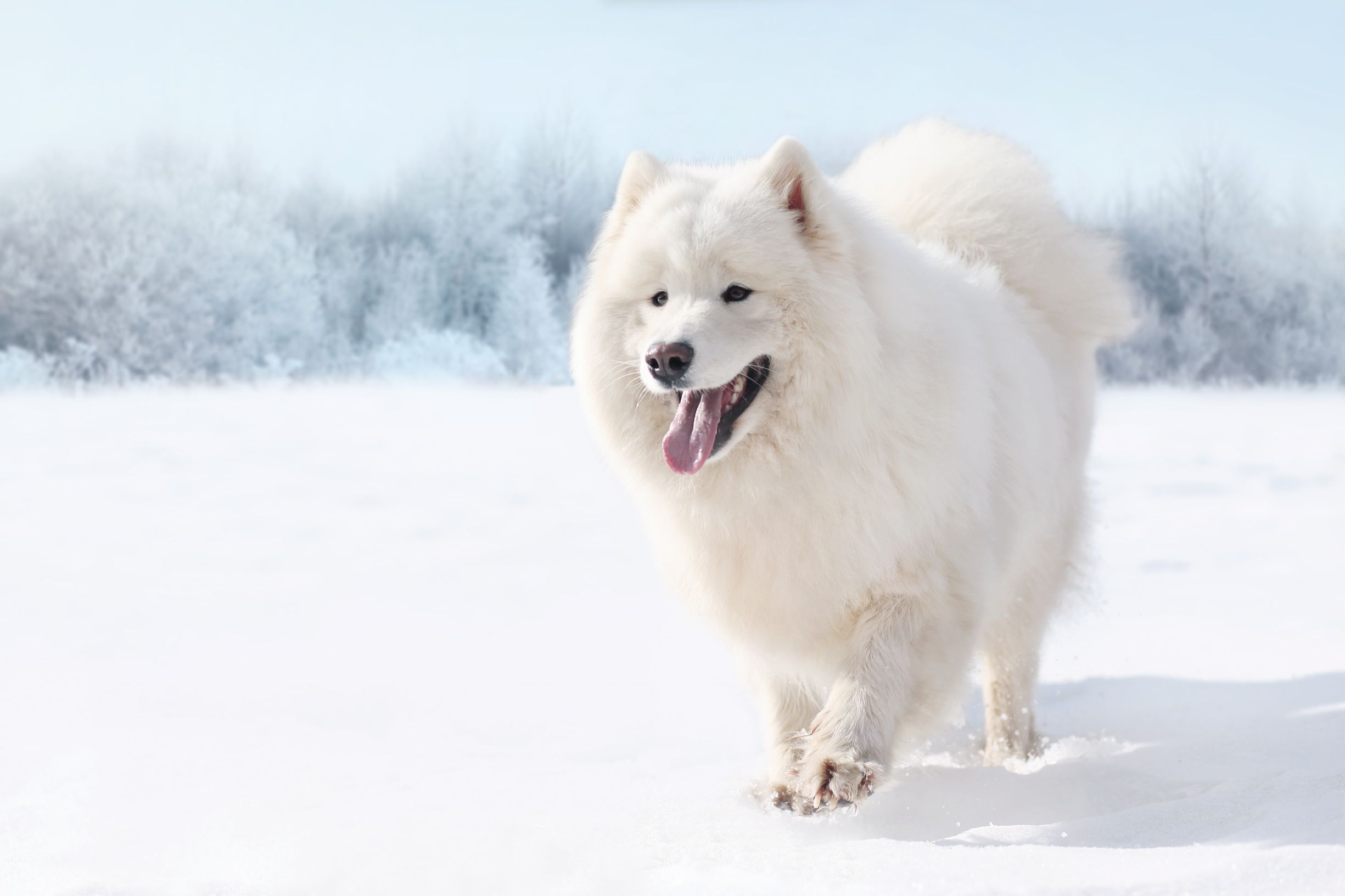 GuasorGettyImages 516978612SAMOYED 37fca139ee5646e7b5aff3cab871f076