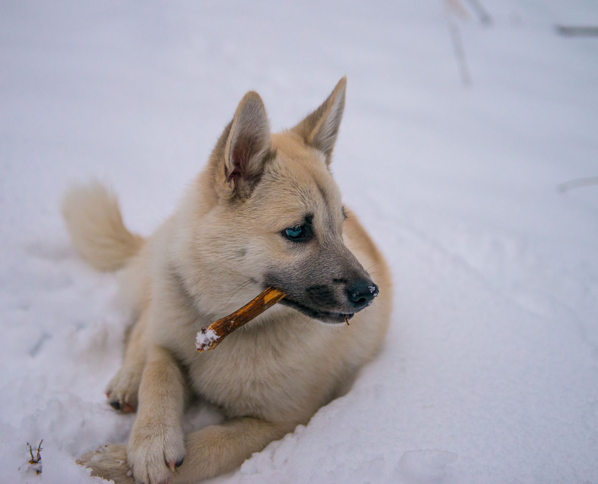 Buhund norvegese nella neve;  Nomi di cani norvegesi