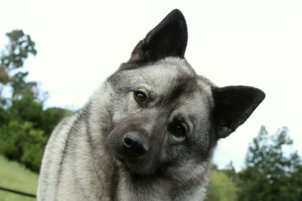 NorwegianElkhound aaf1ade956cd45cc940d2dffd1d57d01