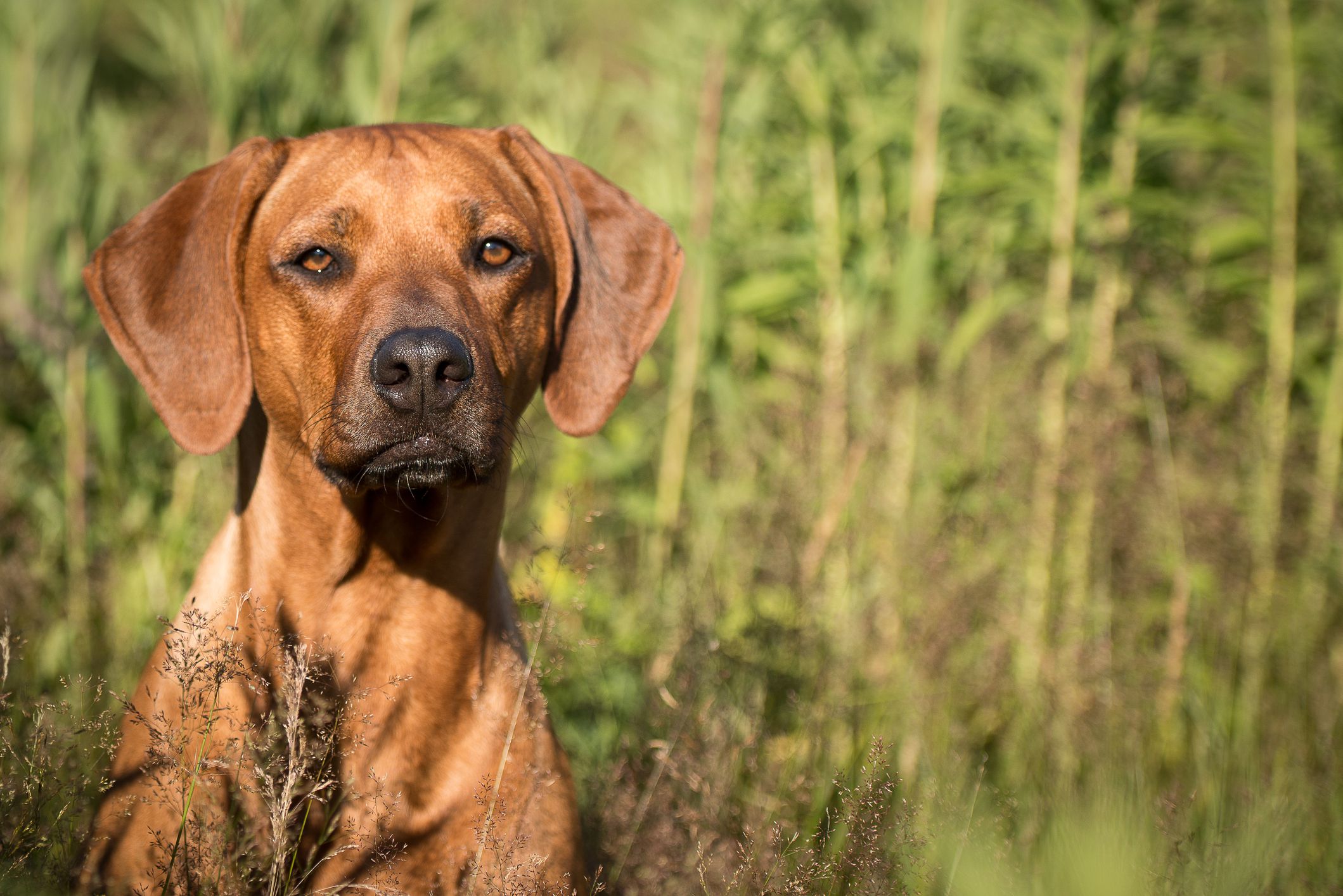 Ridgeback rhodesiano in erba; Nomi di cani africani