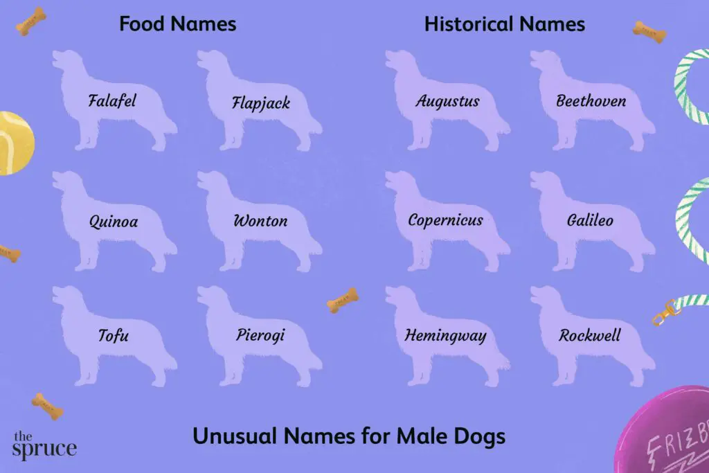 Unusual names for male dogs 48432382 4d88883d74264924ac8a5548b877e1c4