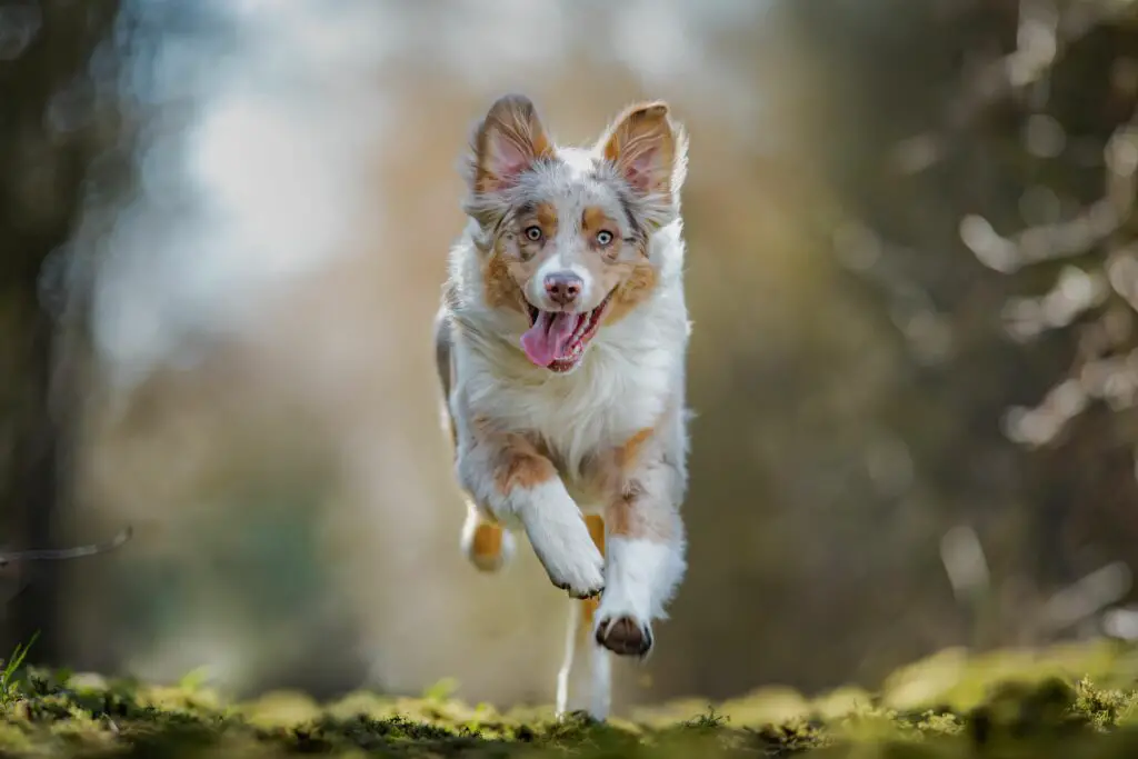 australian shepherd running 7175b4e24c3745b596a6d0679d8ab679