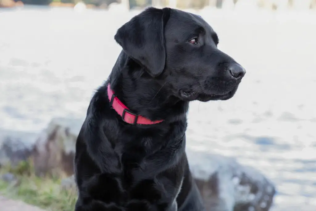 black lab names 5093386 hero 5d14645833114fda9f7e3e620e5e4d67