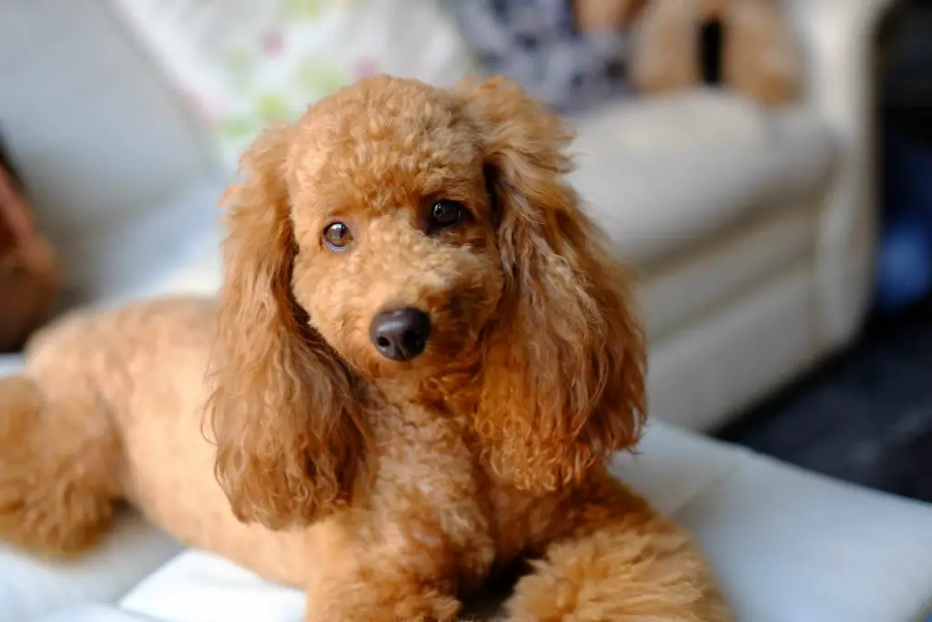 portrait of brown poodle sitting on sofa 678441021 590519945f9b5810dccfd490