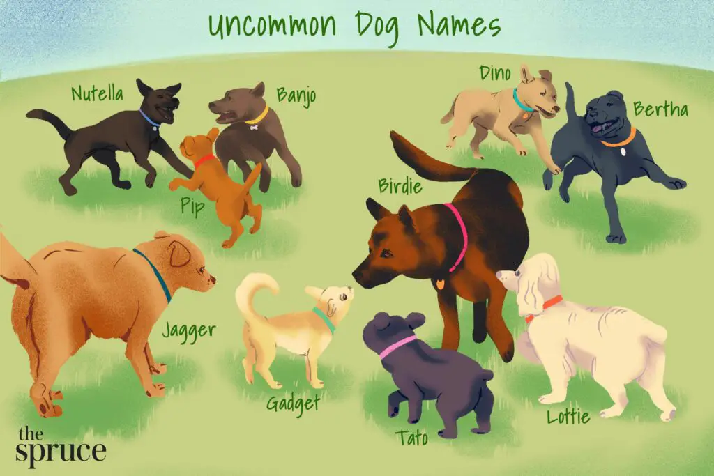 uncommon dog names 4845592 f08b938624ec4f82b49f6fd7713582b6