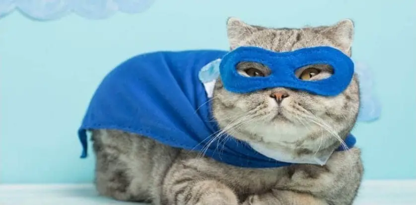 1725423326 Superhero Cat Names