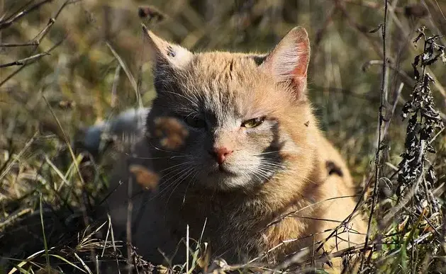 1726213223 Haitian Cat Names