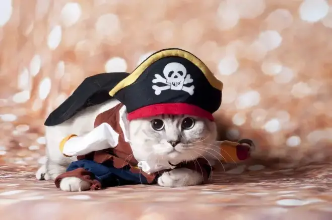 1726299917 Pirate Cat Names