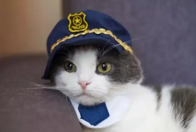 1726571117 Police Cat Names