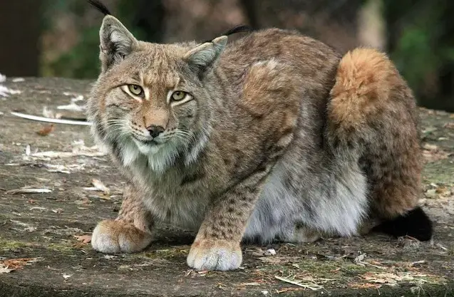 1726579217 Lynx Cat Names