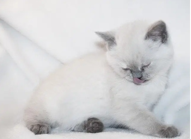 1726591217 White Fluffy Cat Names