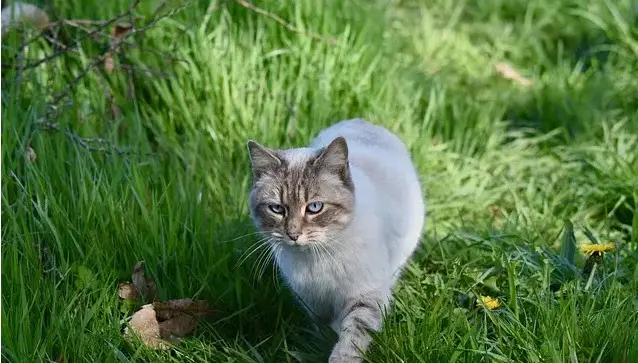 Nomi avventurosi per gatti