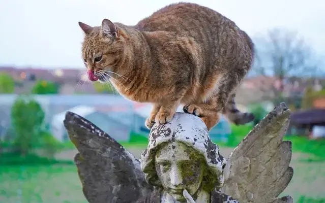 Nomi angelici per gatti