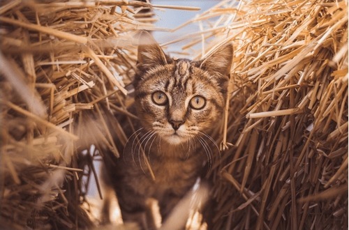 Country Cat Names