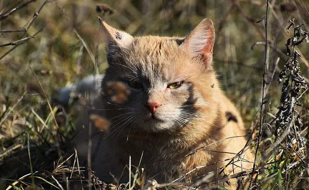 Nomi per gatti haitiani