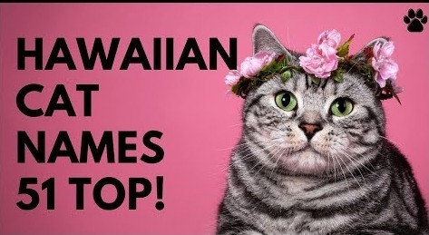 Hawaiian Cat Names