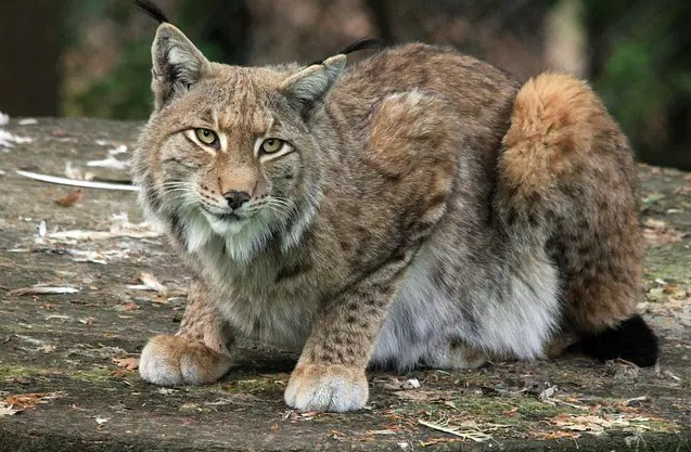 Nomi per gatti lince