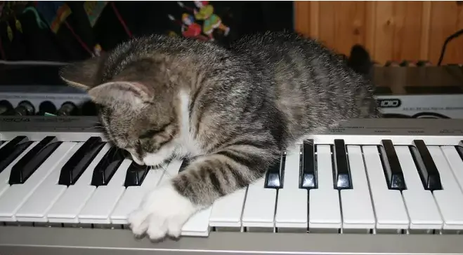 Nomi per gatti ispirati alla musica