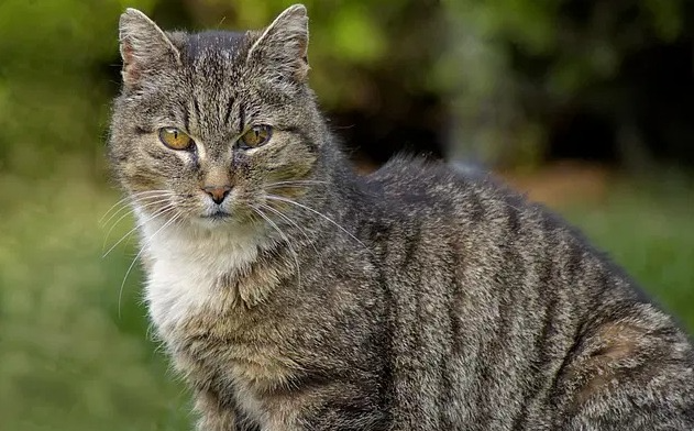 Nomi per gatti vecchio stile