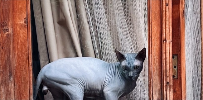 Nomi per gatti Sphynx