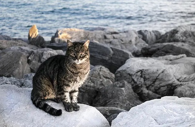 Nomi per gatti tropicali