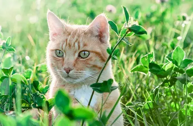 Nomi per gatti in base al meteo: una guida per dare un nome al tuo amico felino