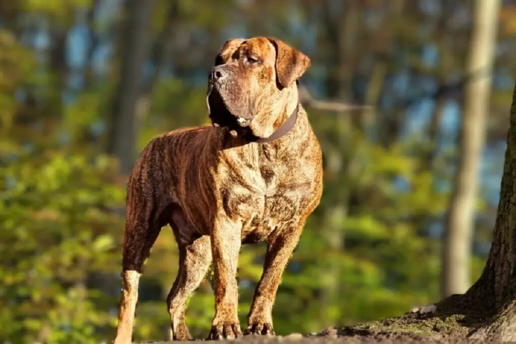 10 cani che possono uccidere un lupo