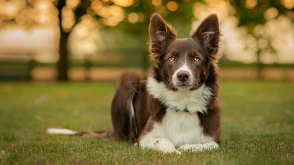 Contro del Border Collie