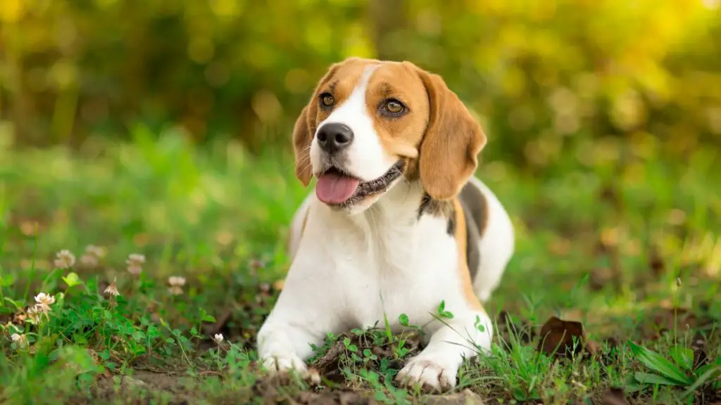 il miglior cane per una coppia di mezza età
