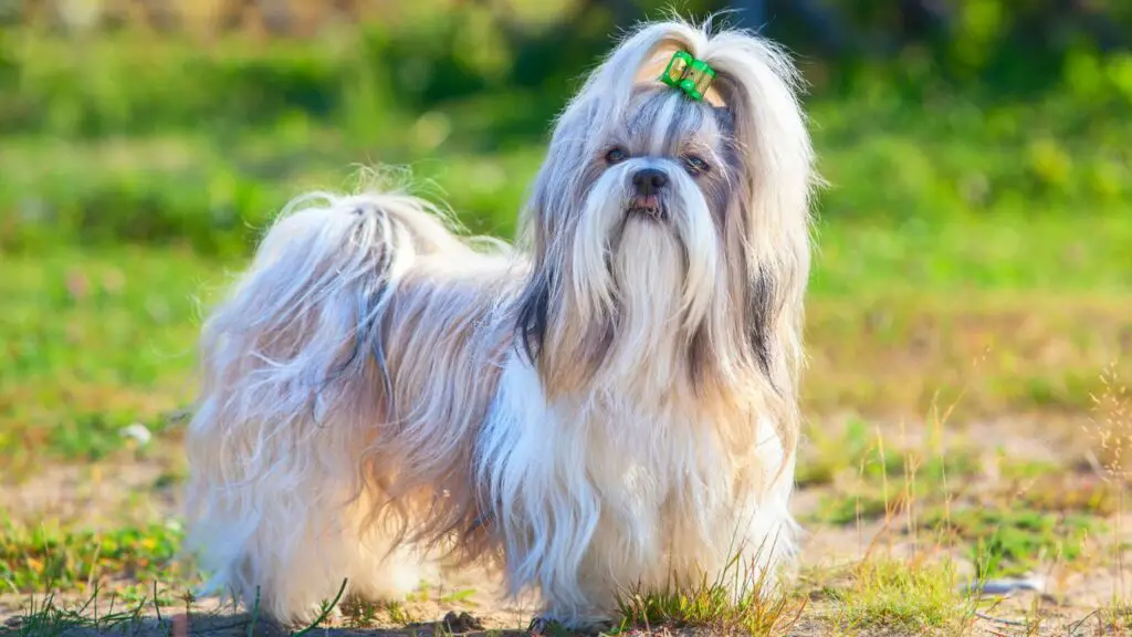 durata della vita del cane da tazza da tè
