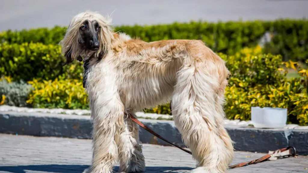 Cani strettamente imparentati con i lupi