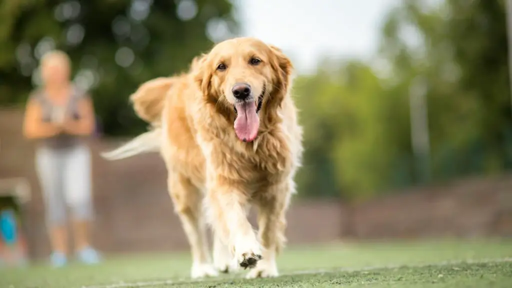 Un Golden Retriever è adatto a te