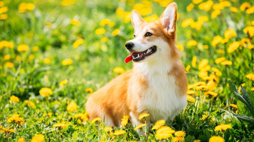 razze di cani più amichevoli