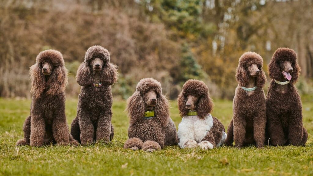 Le razze di cani più socievoli