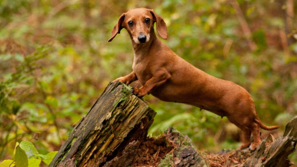 razze di cani di città