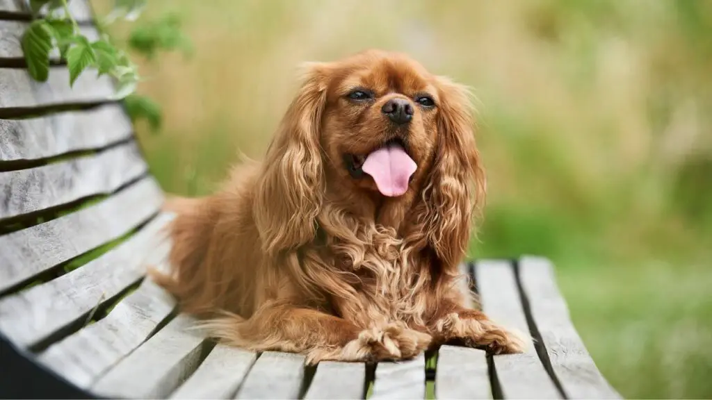 quale razza di cane è tranquilla e calma
