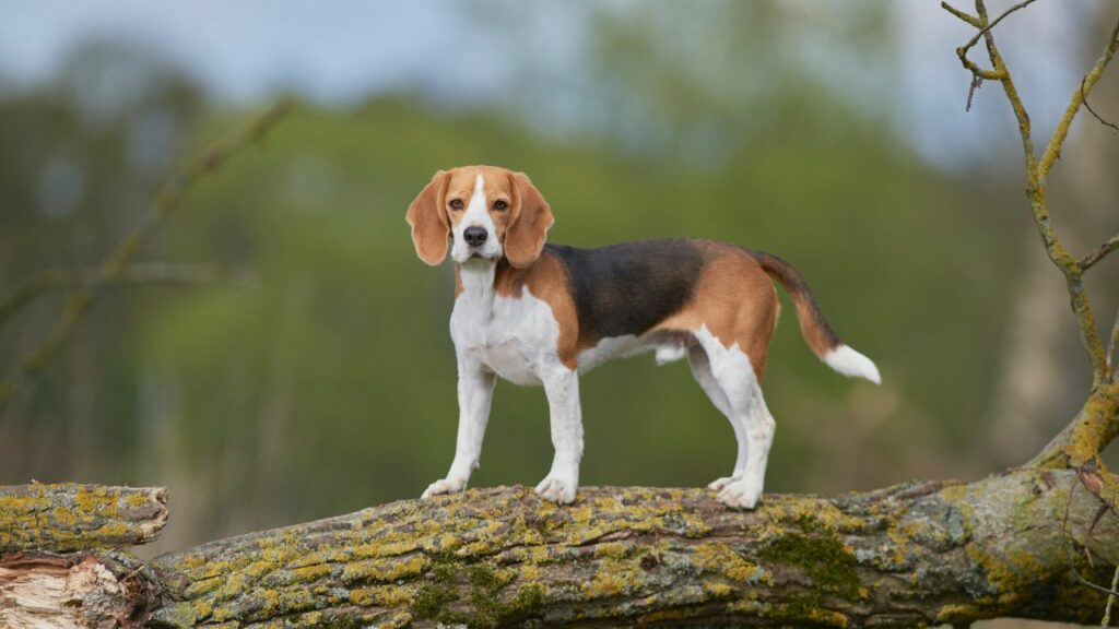 razze di cani di piccola taglia con una durata di vita eccezionale