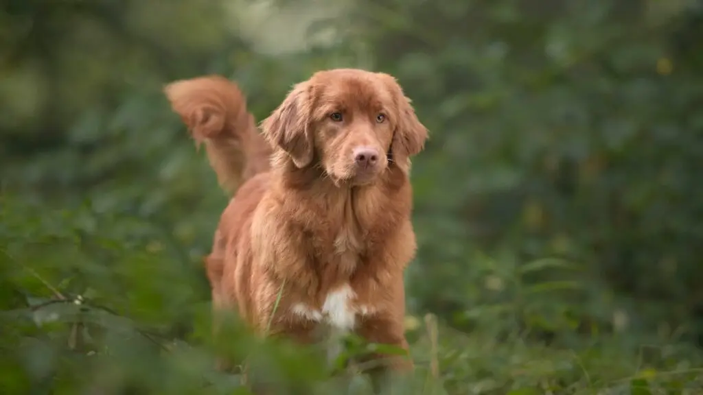 razze di retriever