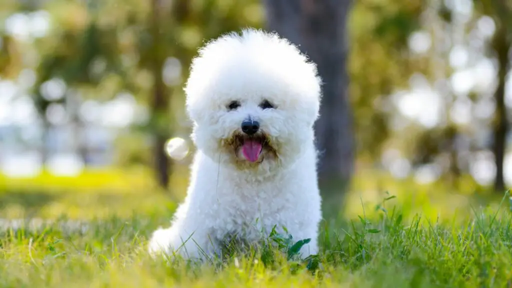 razze di cani che non perdono il pelo