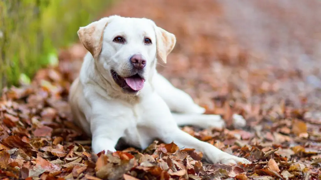 Nome delle razze di cani di grossa taglia