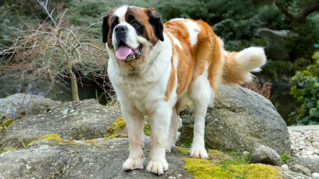 1729013114 882 Saint Bernard