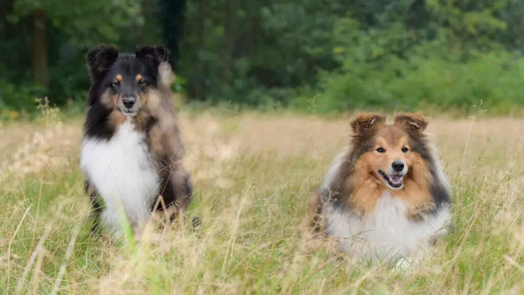 Un cane da 50 libbre