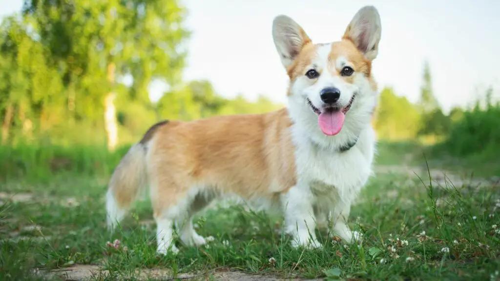 che aspetto ha un cane da 50 libbre