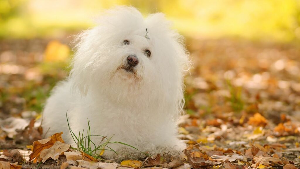 cagnolini