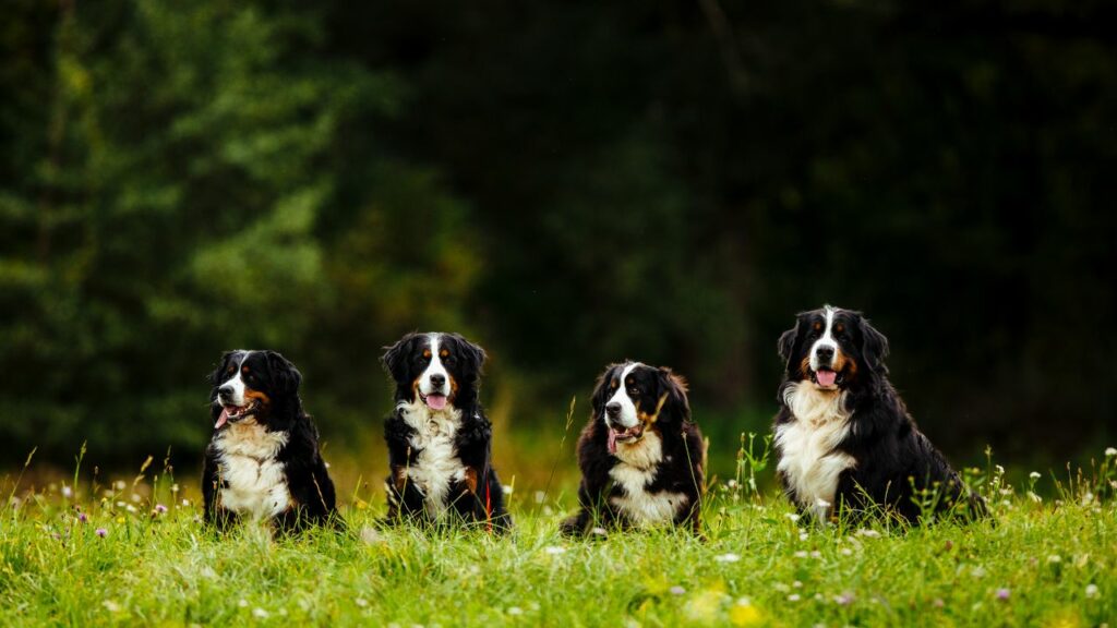 Escursione con il bovaro del bernese